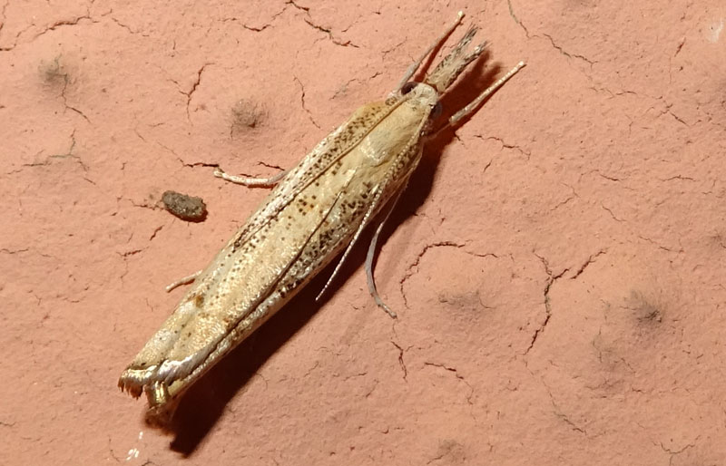 probabile: Agriphila geniculea - Crambidae